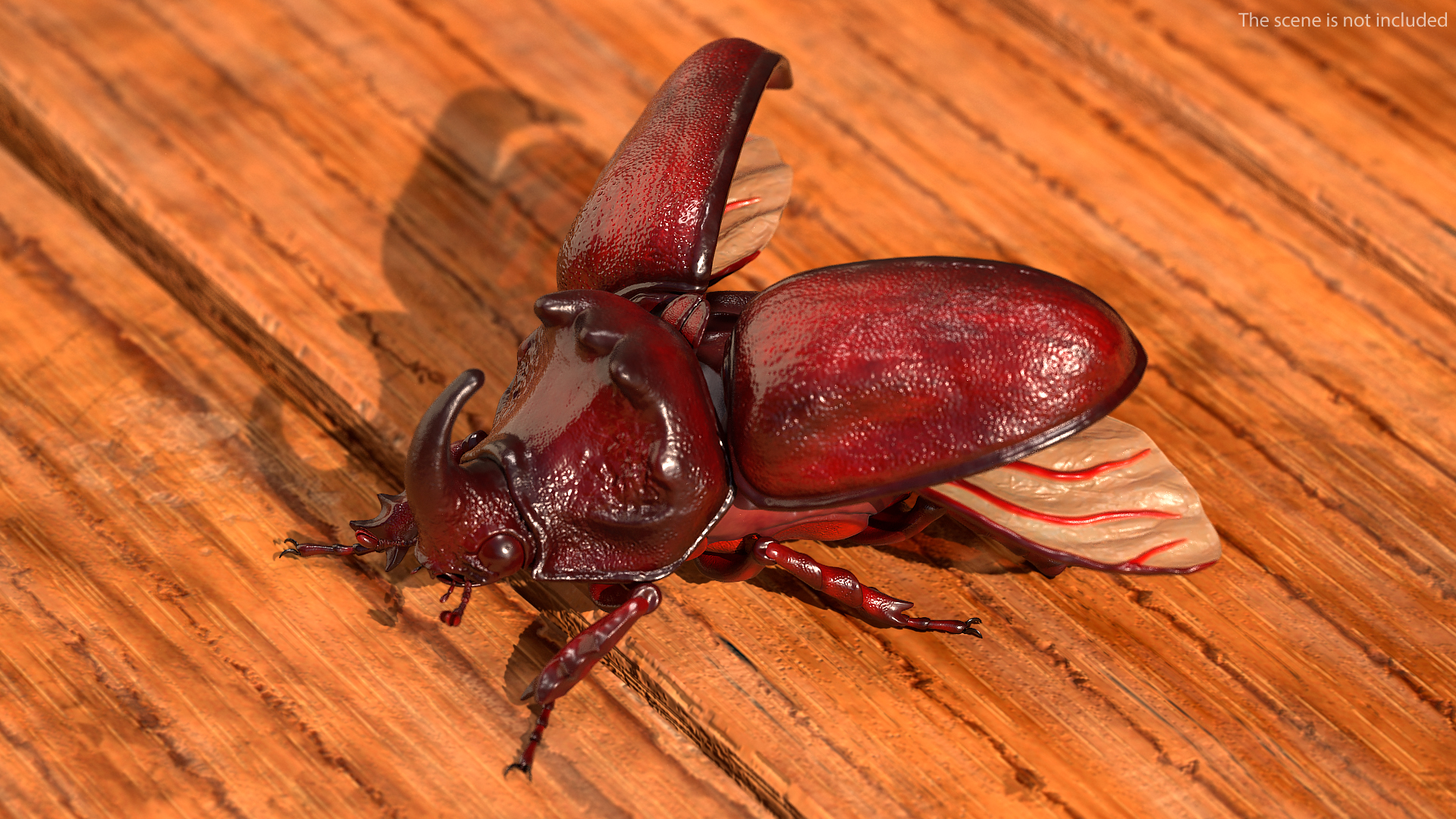 3D Oryctes Nasicornis Rhinoceros Beetle