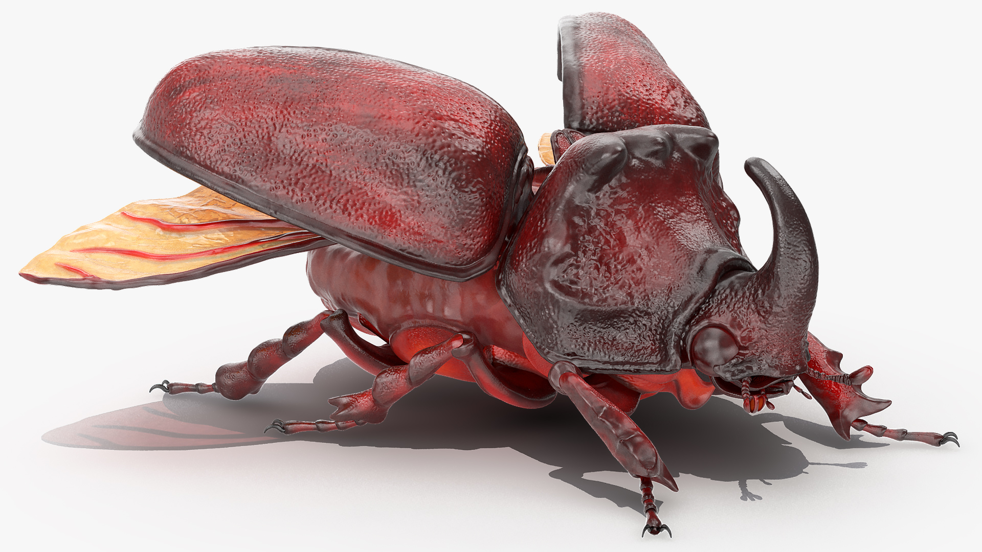 3D Oryctes Nasicornis Rhinoceros Beetle