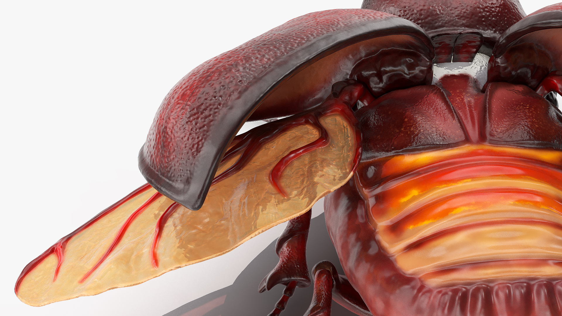 3D Oryctes Nasicornis Rhinoceros Beetle