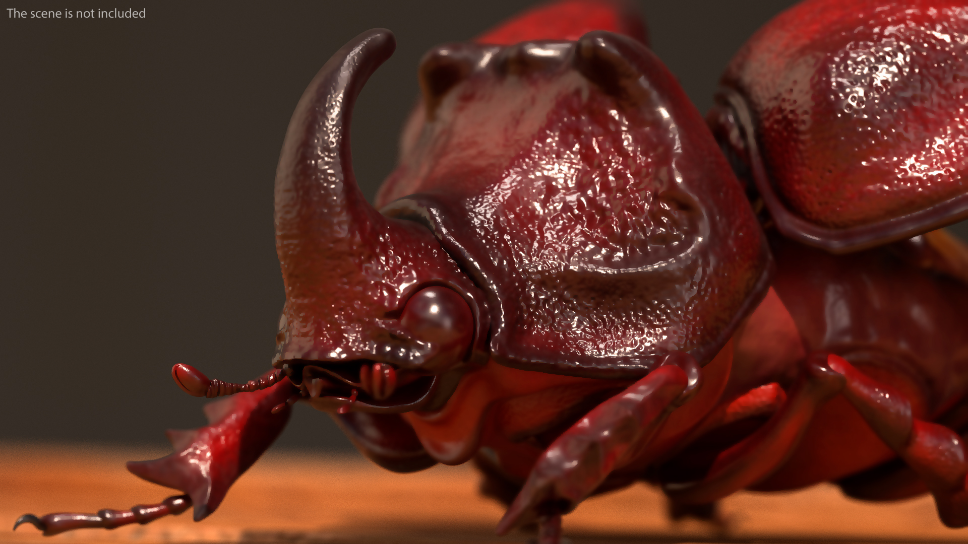 3D Oryctes Nasicornis Rhinoceros Beetle