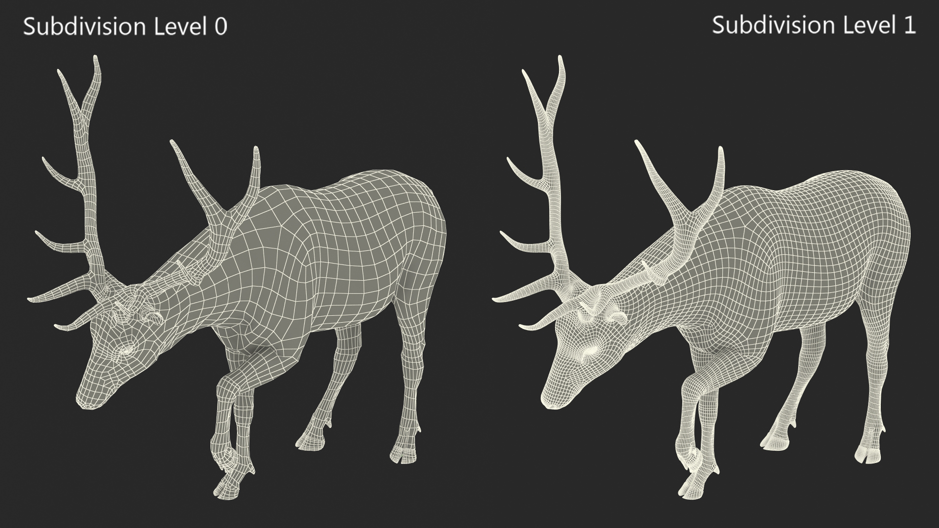 3D model Wapiti with Fur