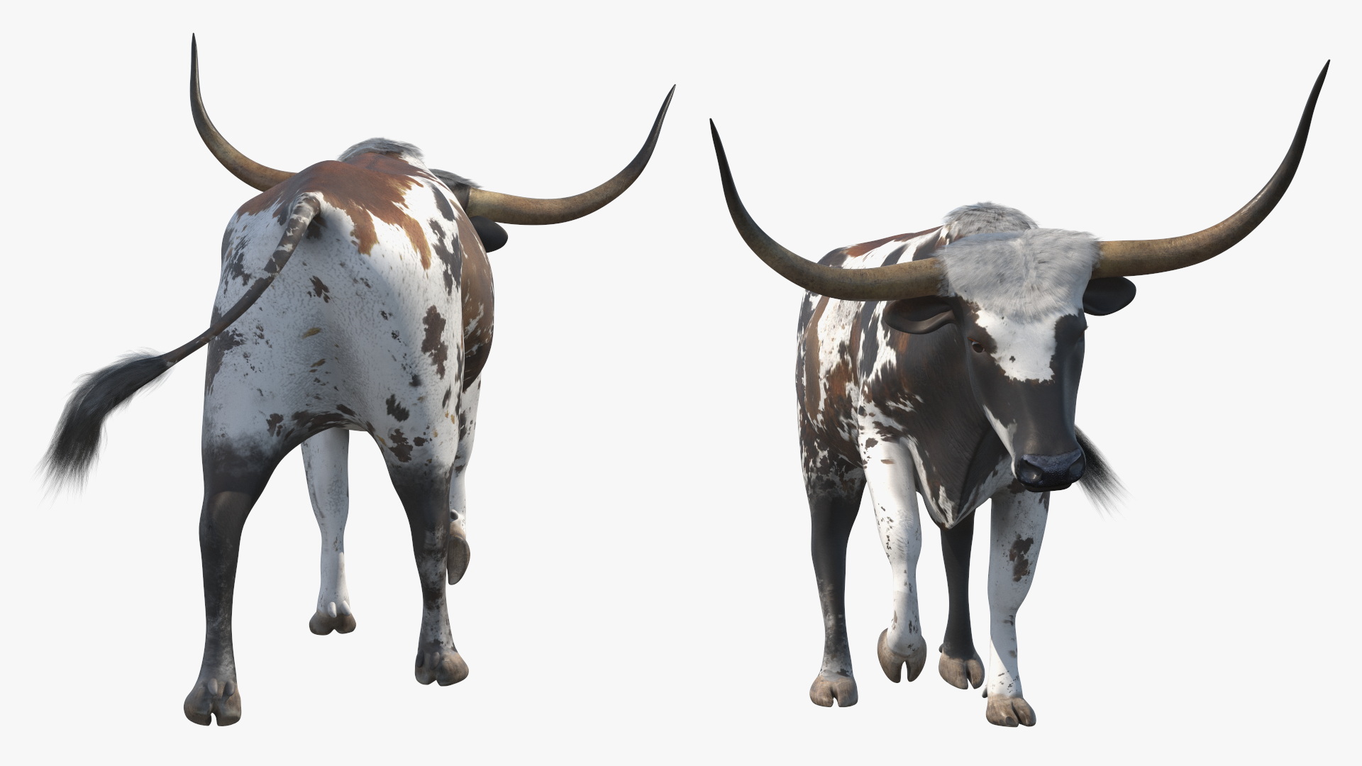 3D model Mottled Brown Longhorn Bull Walking Pose