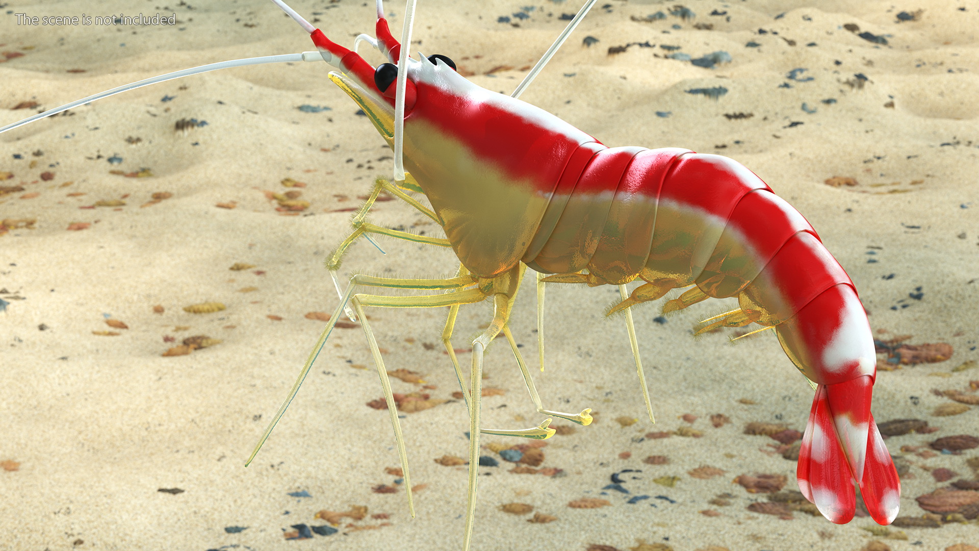 3D Scarlet Cleaner Shrimp Fur