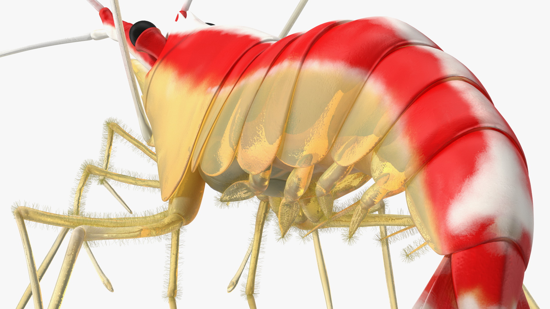3D Scarlet Cleaner Shrimp Fur