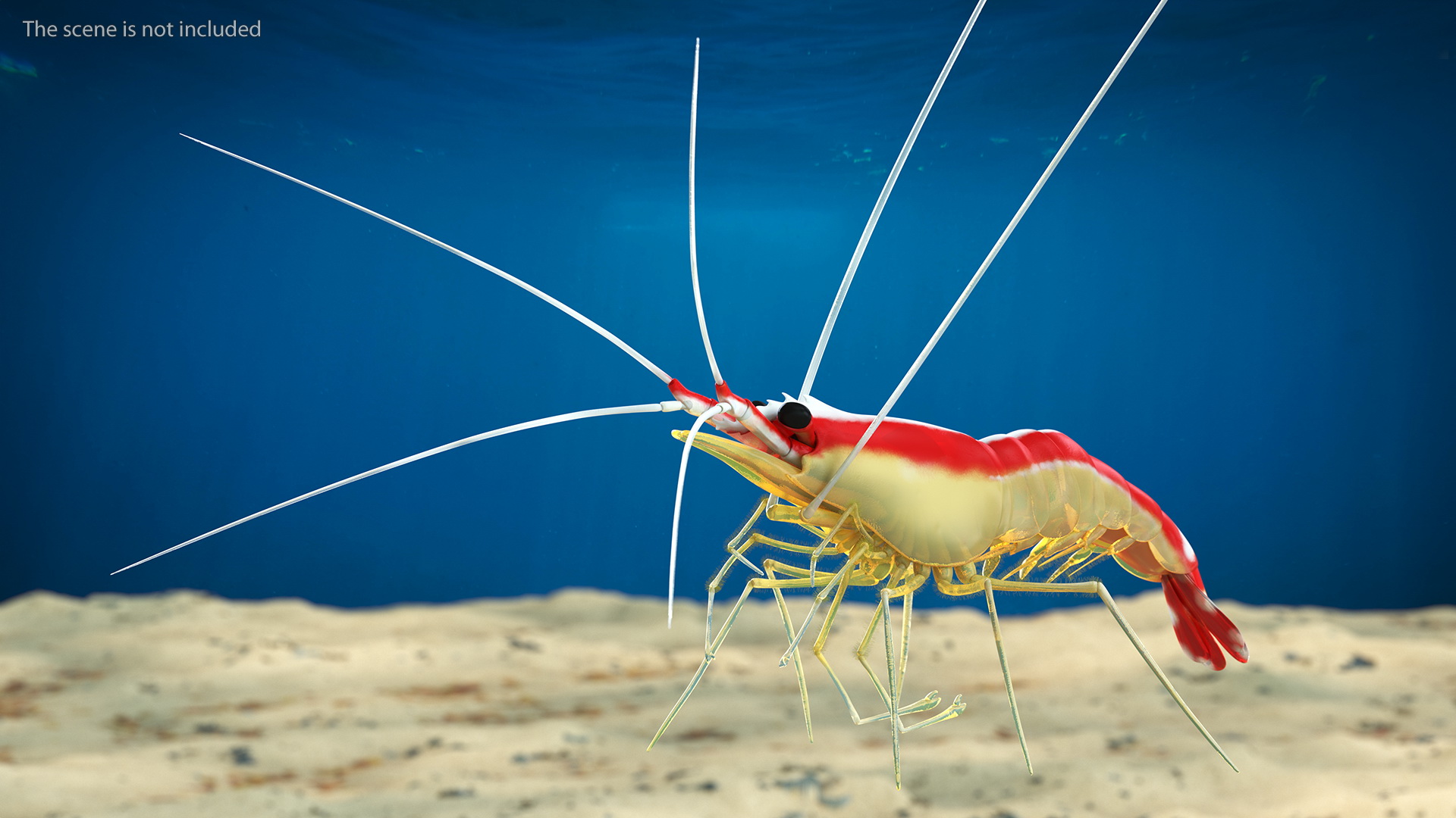 3D Scarlet Cleaner Shrimp Fur