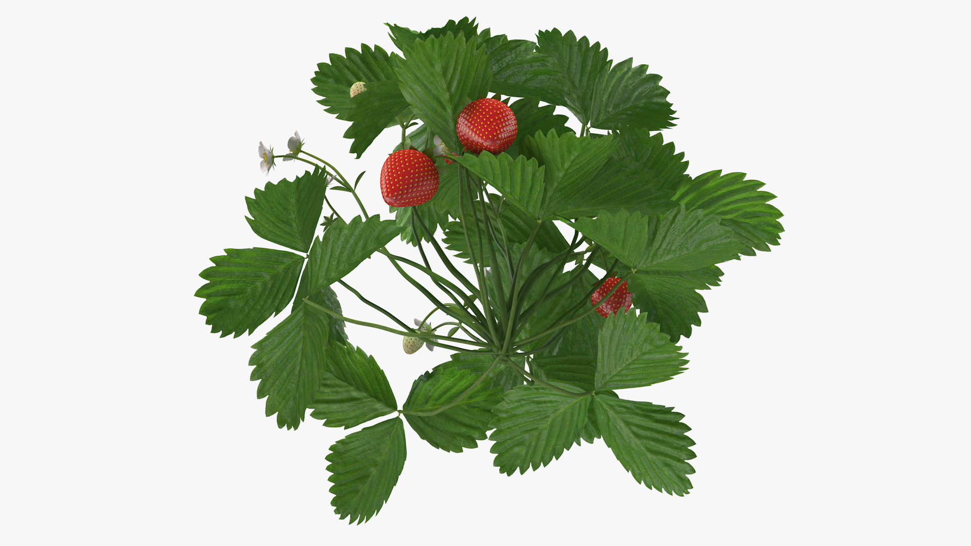 3D Bush of Strawberry Plant with Fruits