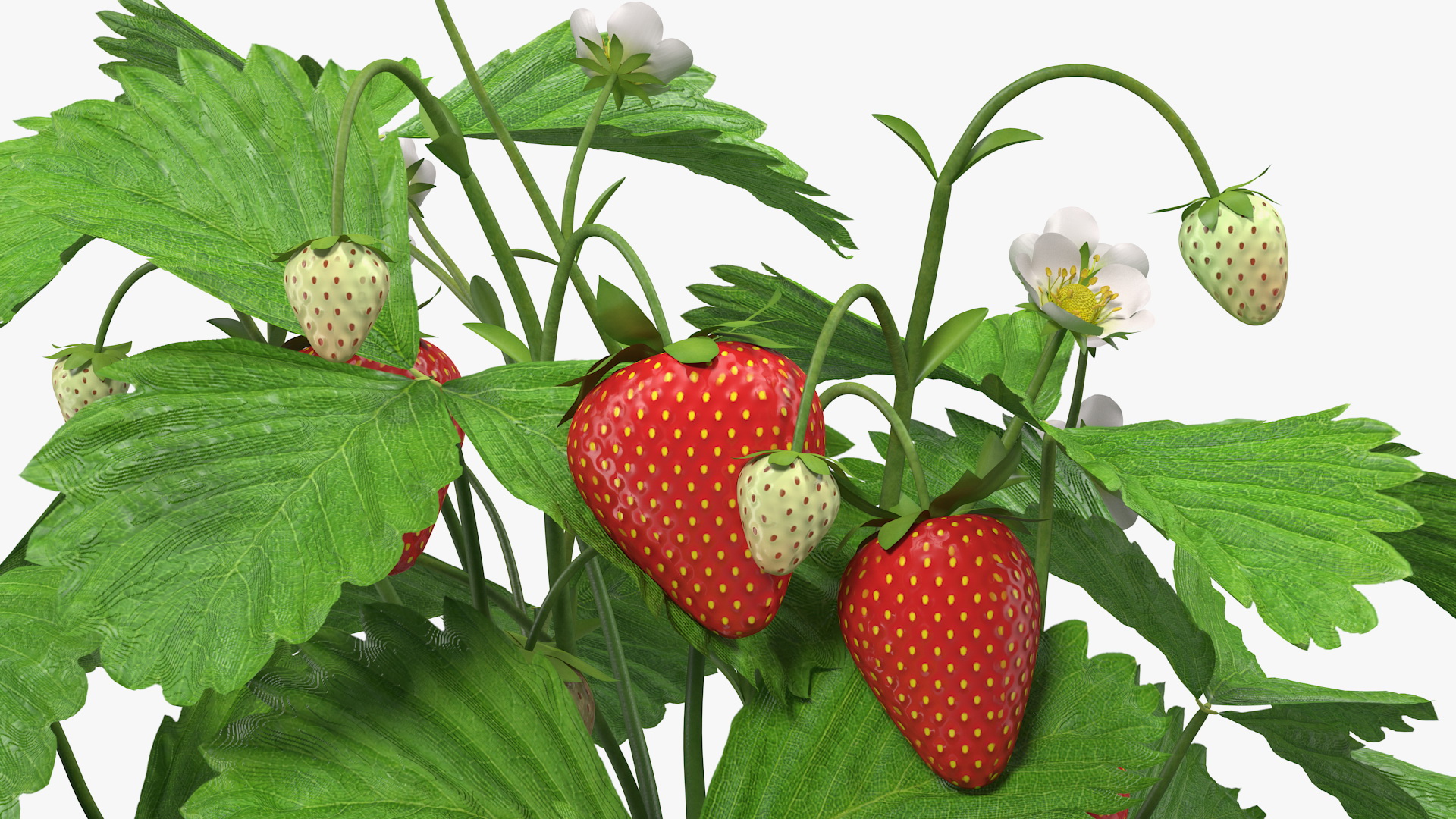 3D Bush of Strawberry Plant with Fruits