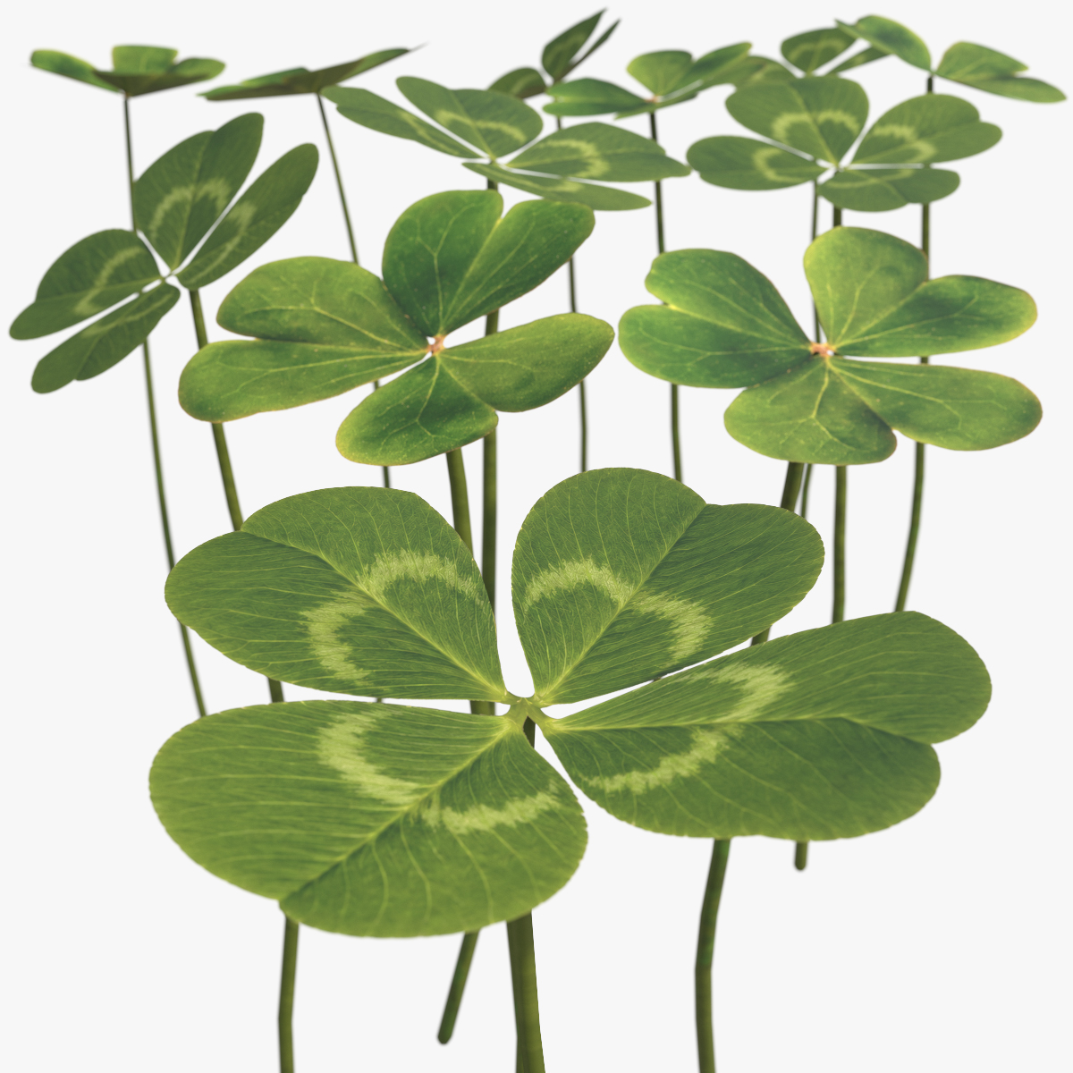 Low Poly Clover Leaves Green 3D model preview