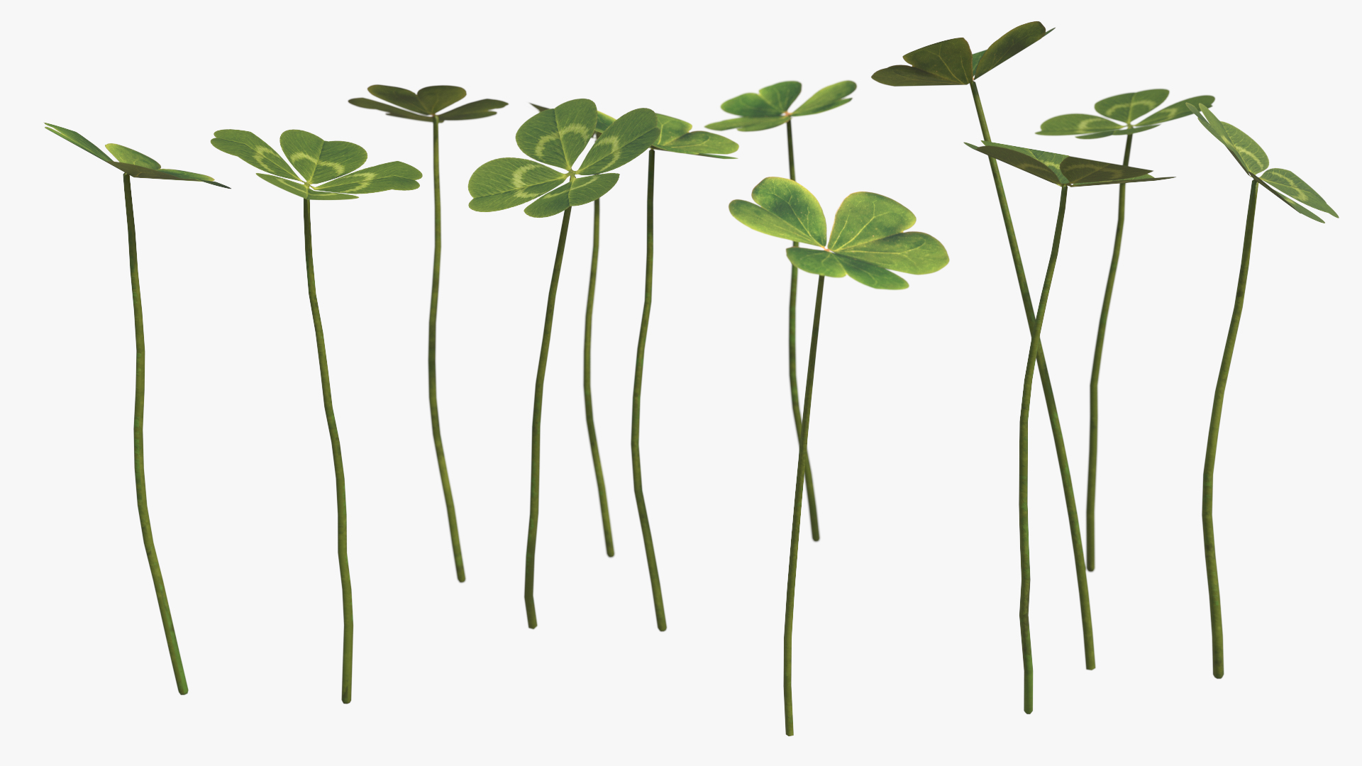 Low Poly Clover Leaves Green, view 3