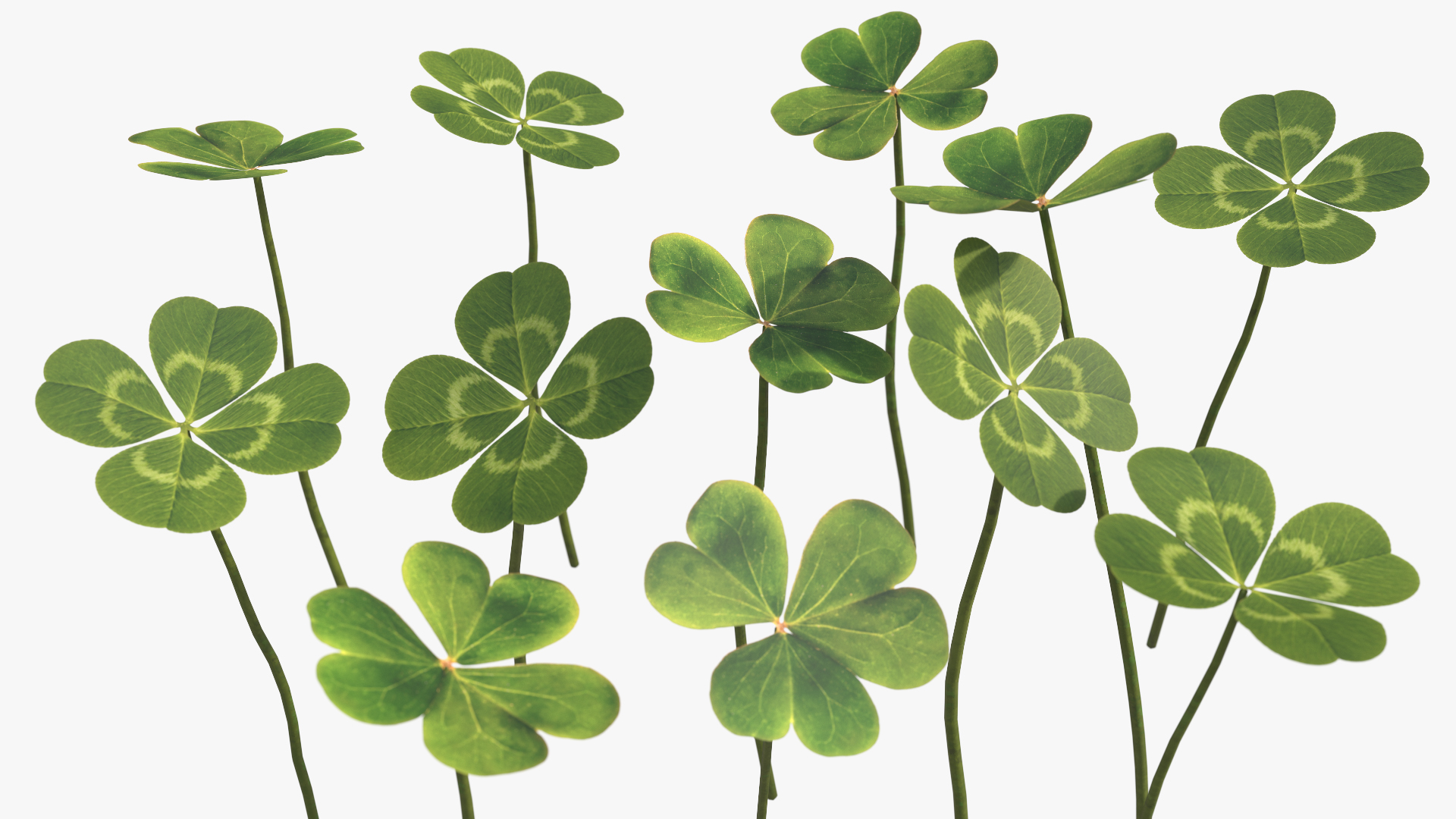 Low Poly Clover Leaves Green