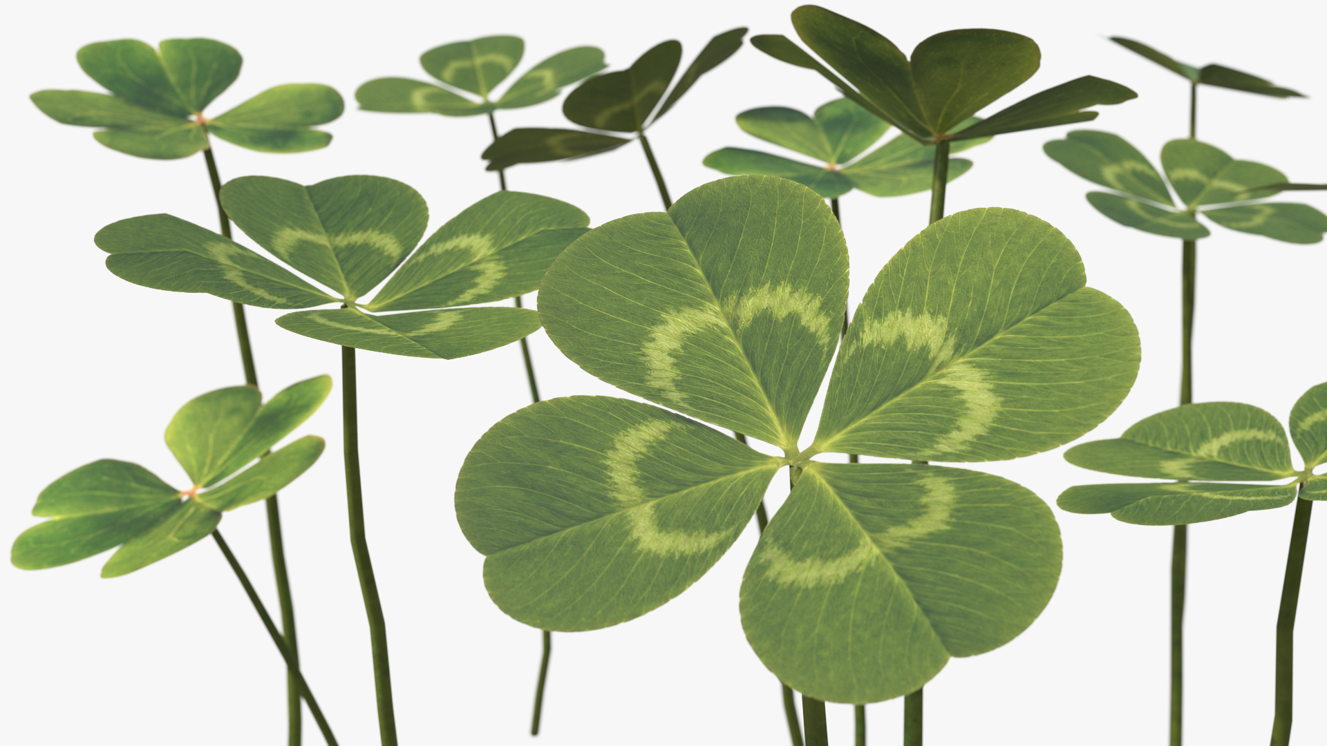 Low Poly Clover Leaves Green, view 4