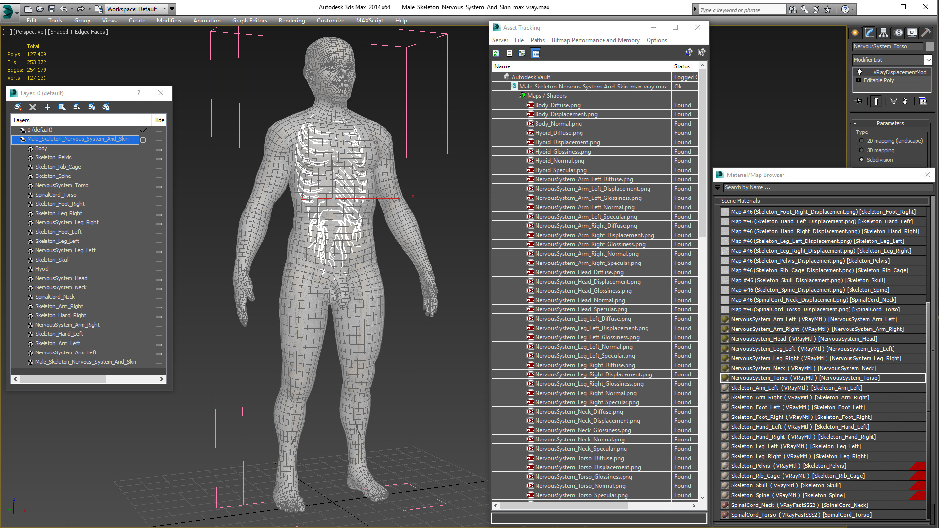 Male Skeleton Nervous System And Skin 3D