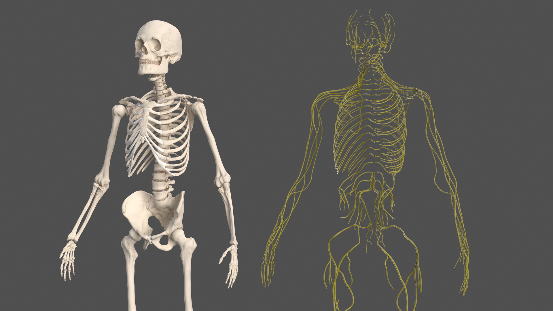 Male Skeleton Nervous System And Skin 3D