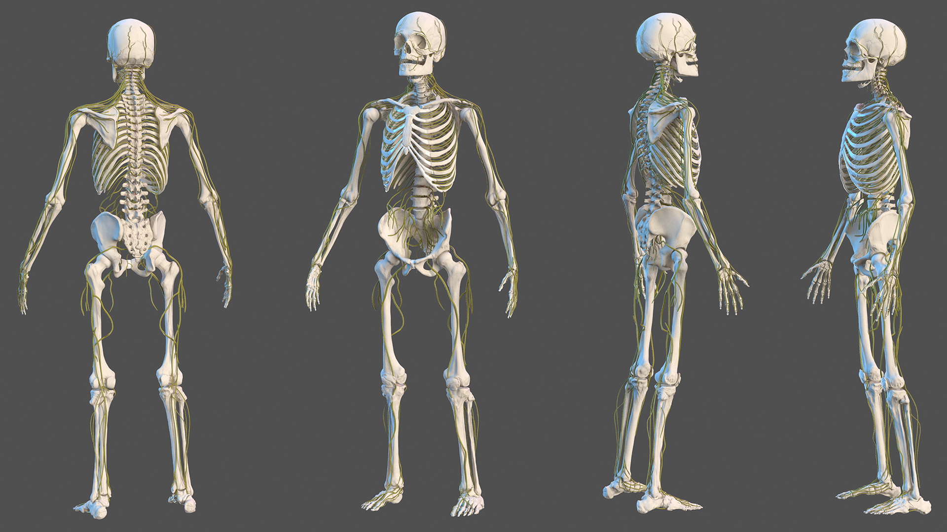 Male Skeleton Nervous System And Skin 3D