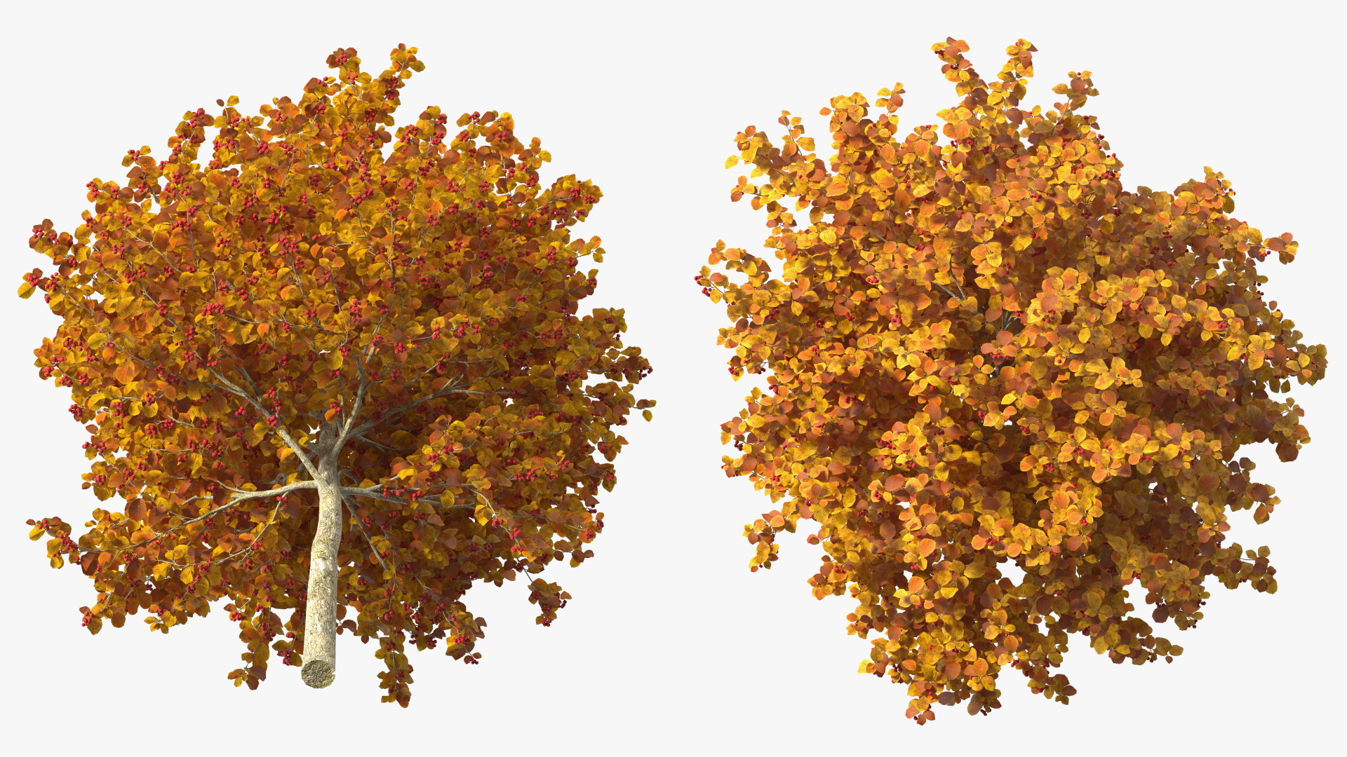 Autumn Cockpur Hawthorn Small with Berries 3D