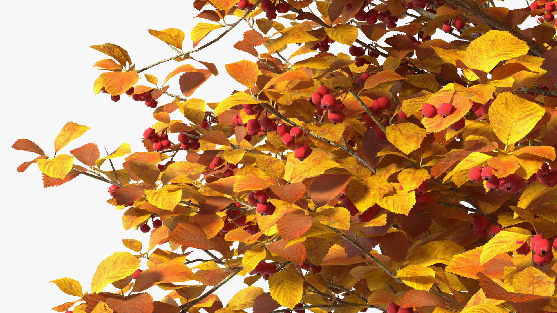 Autumn Cockpur Hawthorn Small with Berries 3D