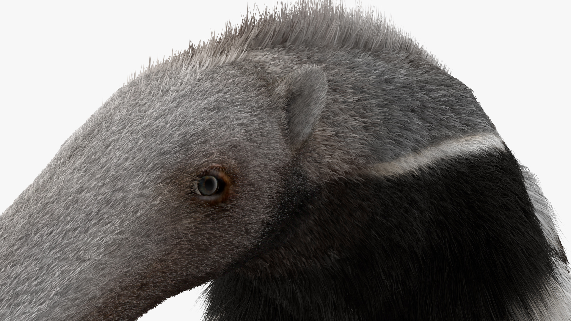 Anteater Rigged Fur 3D model