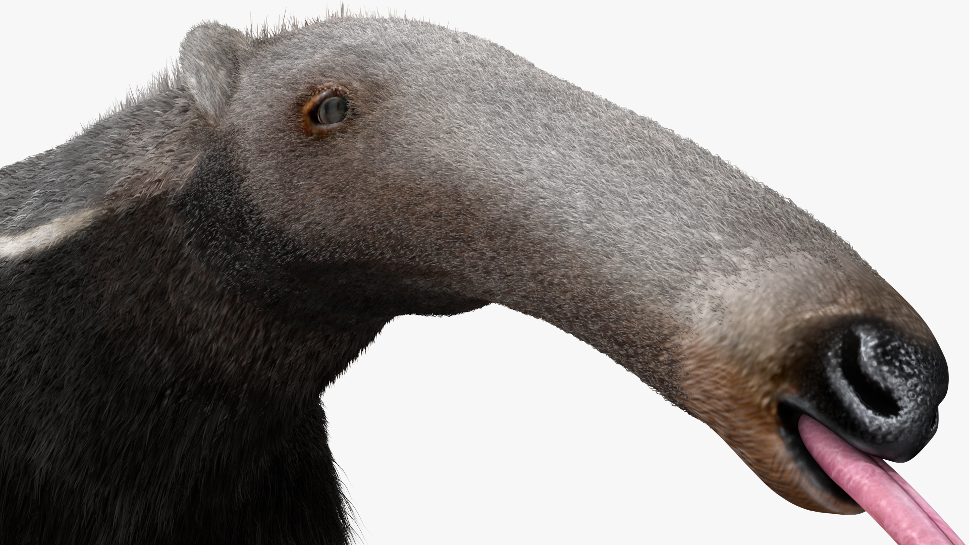 Anteater Rigged Fur 3D model