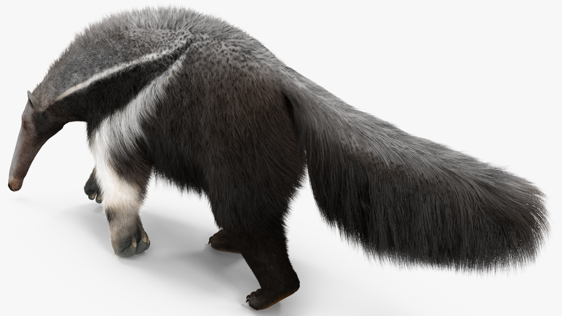 Anteater Rigged Fur 3D model