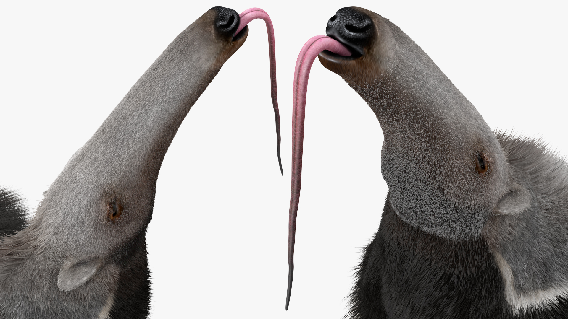 Anteater Rigged Fur 3D model