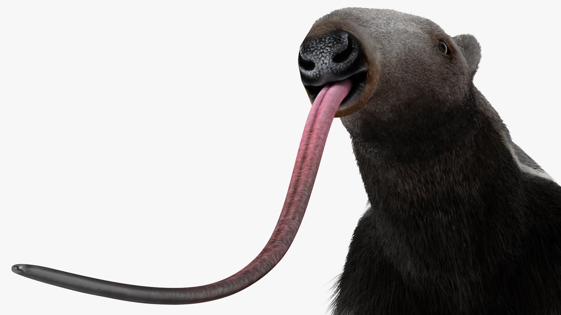 Anteater Rigged Fur 3D model