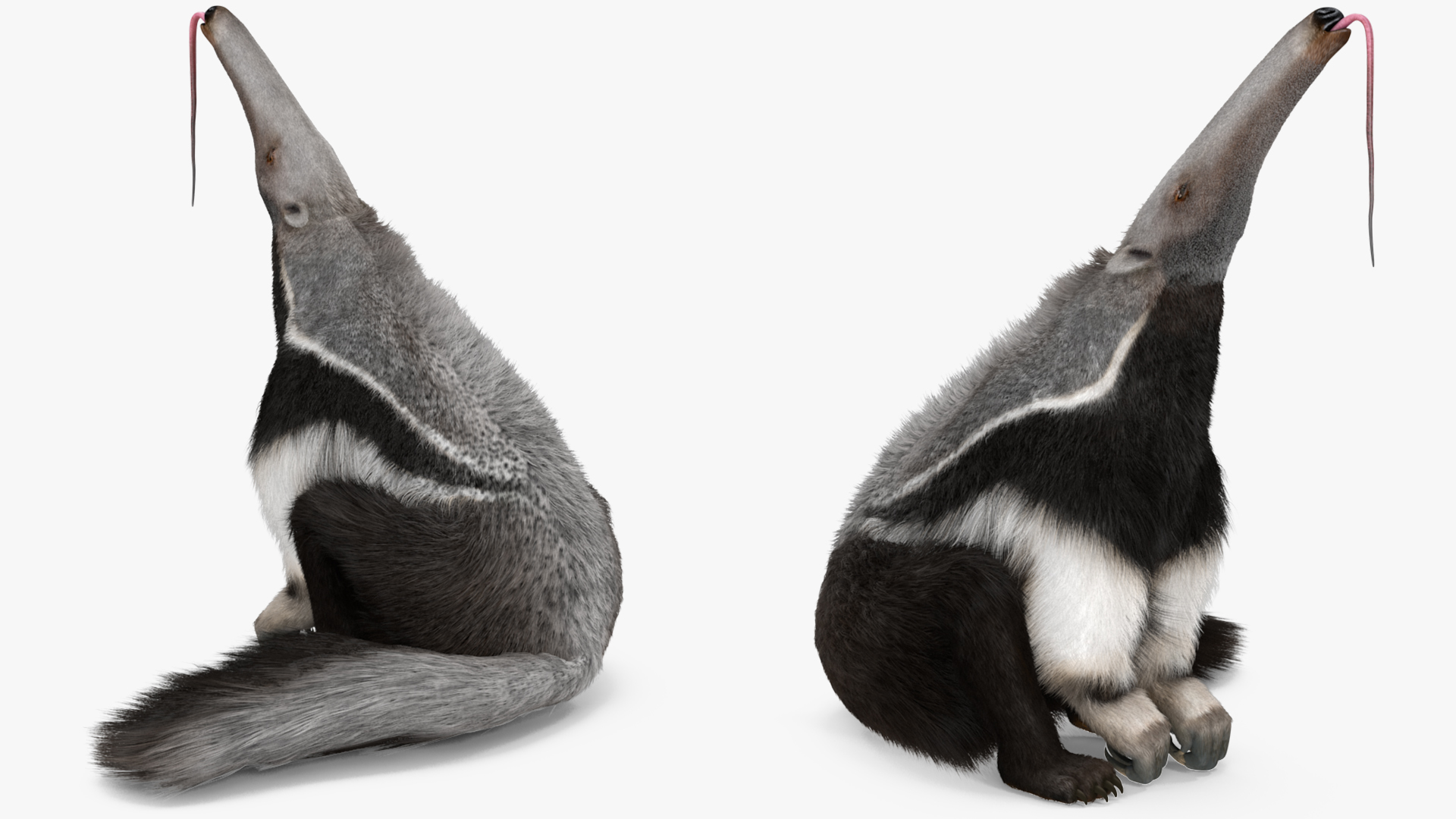 Anteater Rigged Fur 3D model