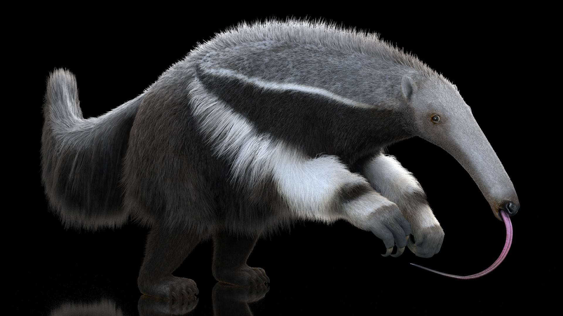 Anteater Rigged Fur 3D model