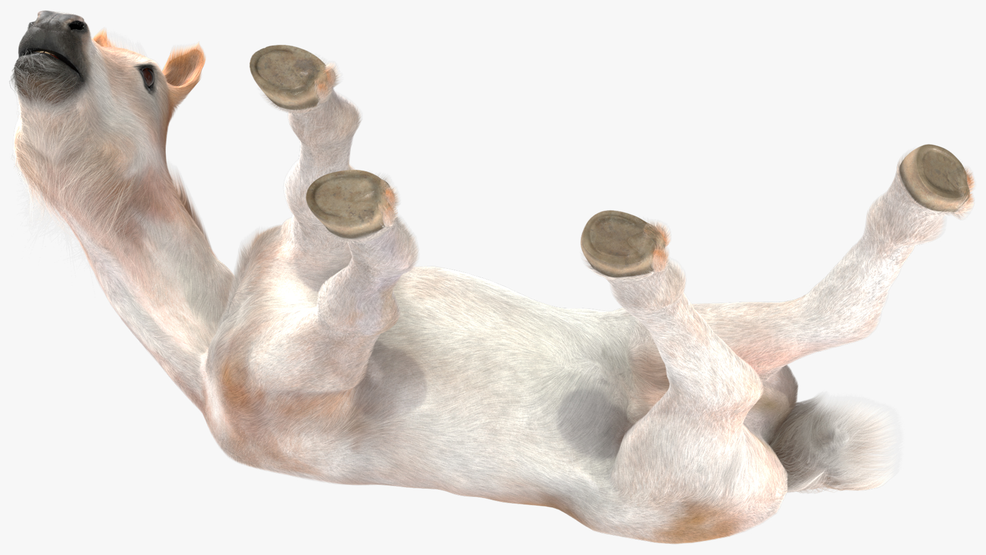 3D Shetland Pony in Grazing Pose Fur model