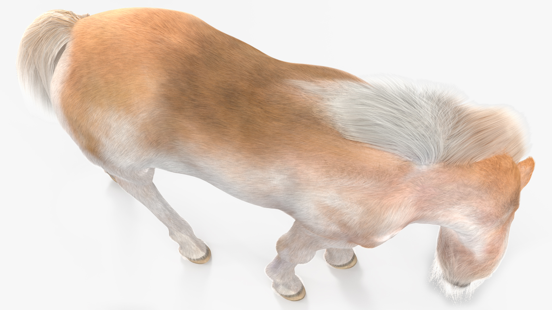 3D Shetland Pony in Grazing Pose Fur model