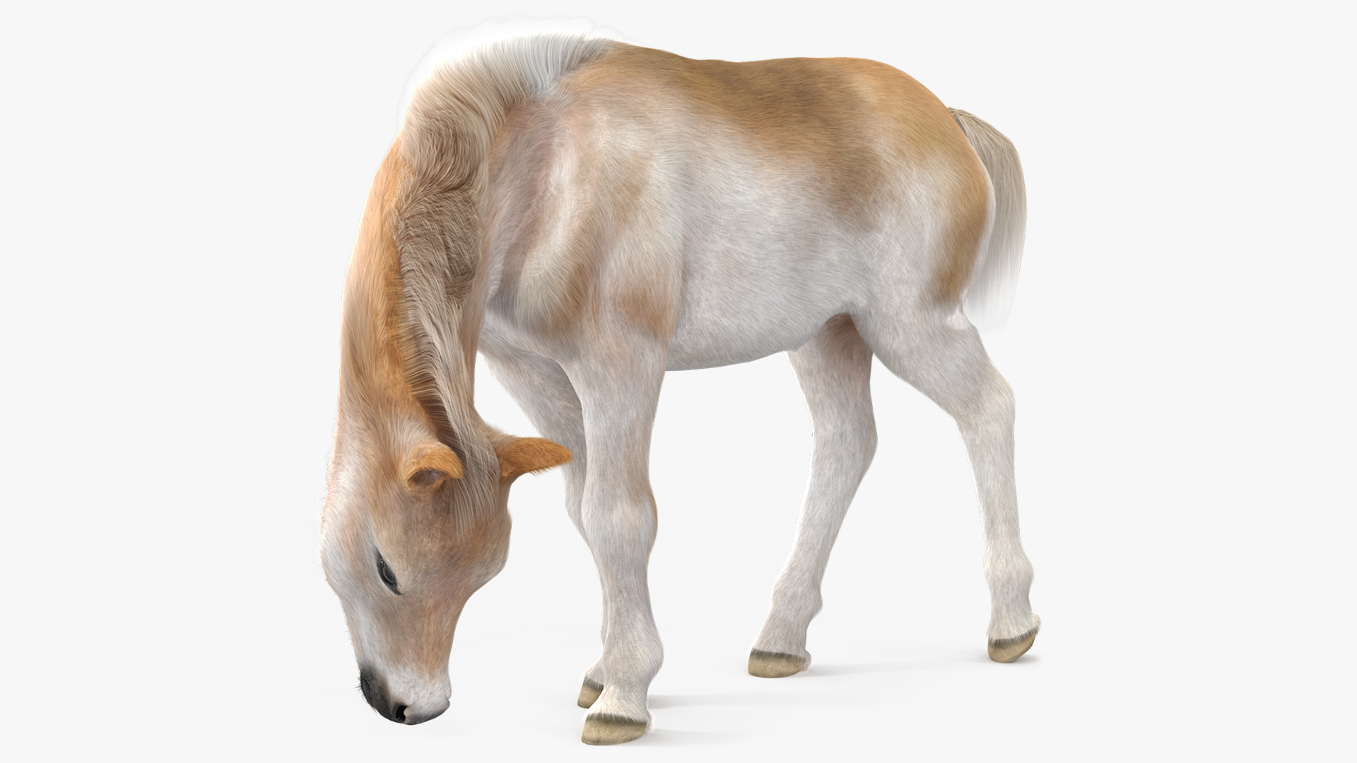 3D Shetland Pony in Grazing Pose Fur model