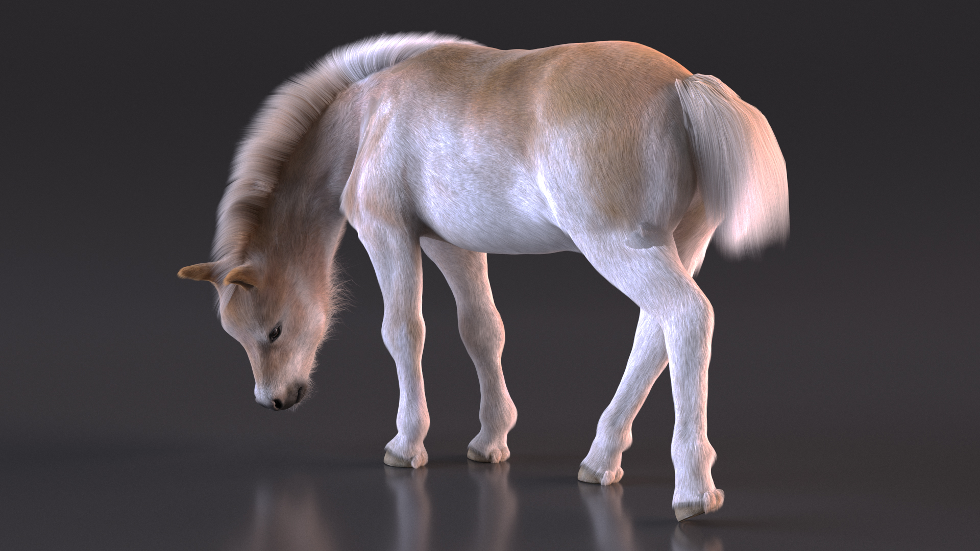 3D Shetland Pony in Grazing Pose Fur model