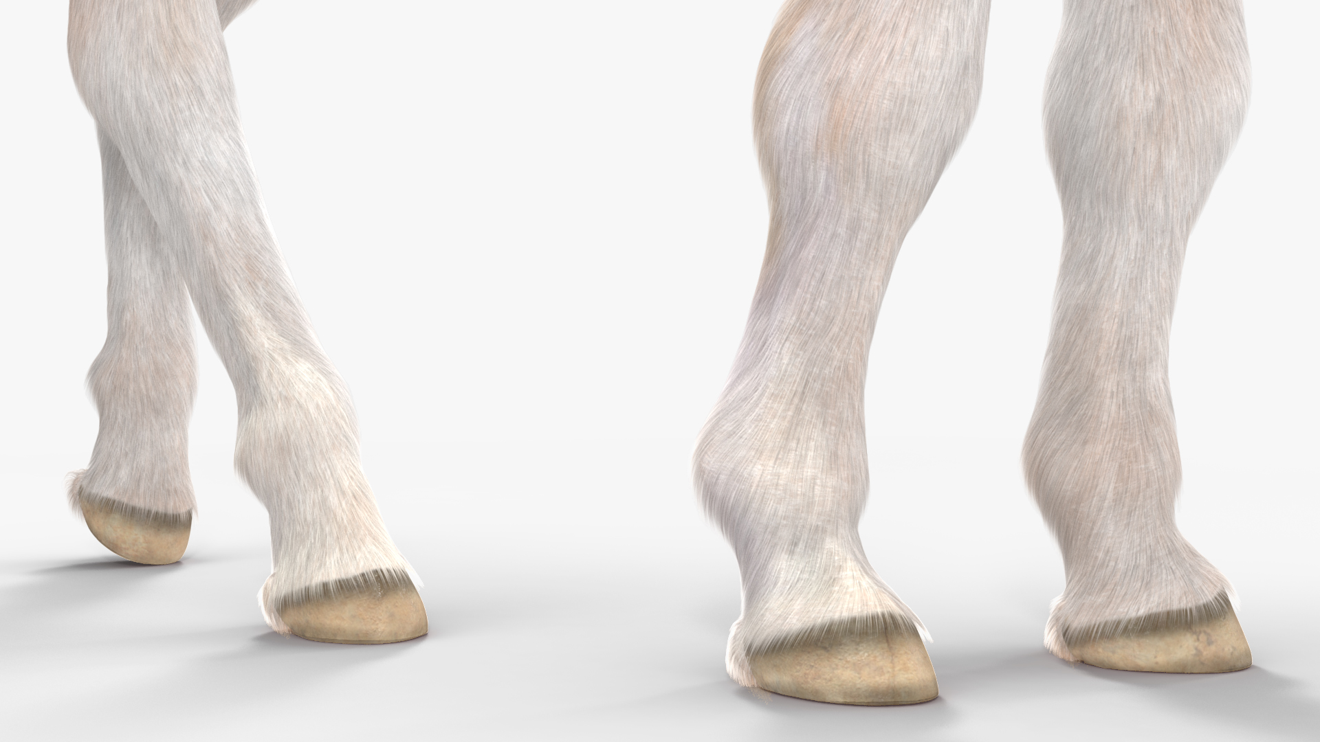 3D Shetland Pony in Grazing Pose Fur model