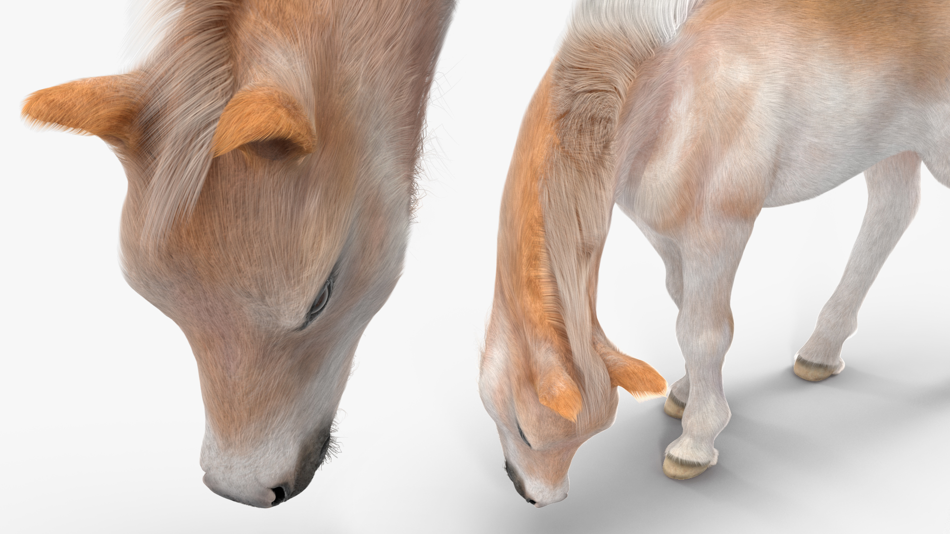 3D Shetland Pony in Grazing Pose Fur model