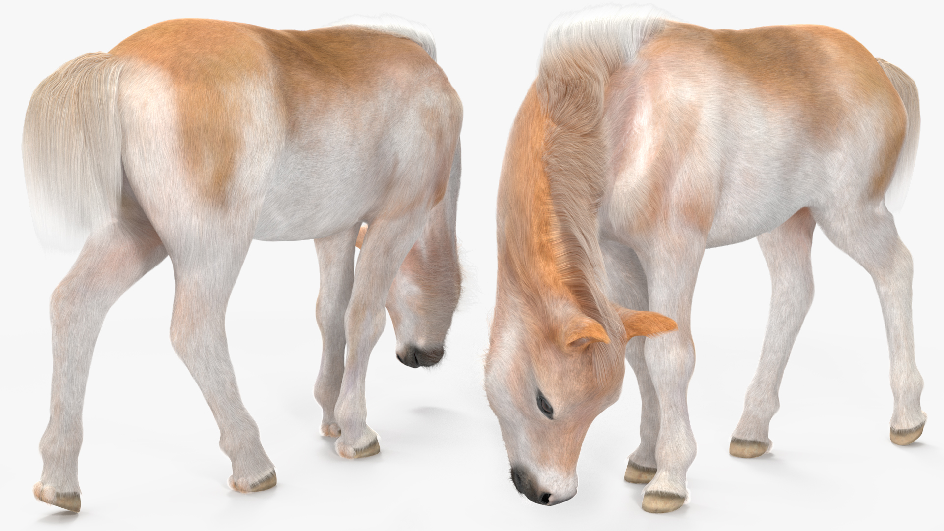 3D Shetland Pony in Grazing Pose Fur model