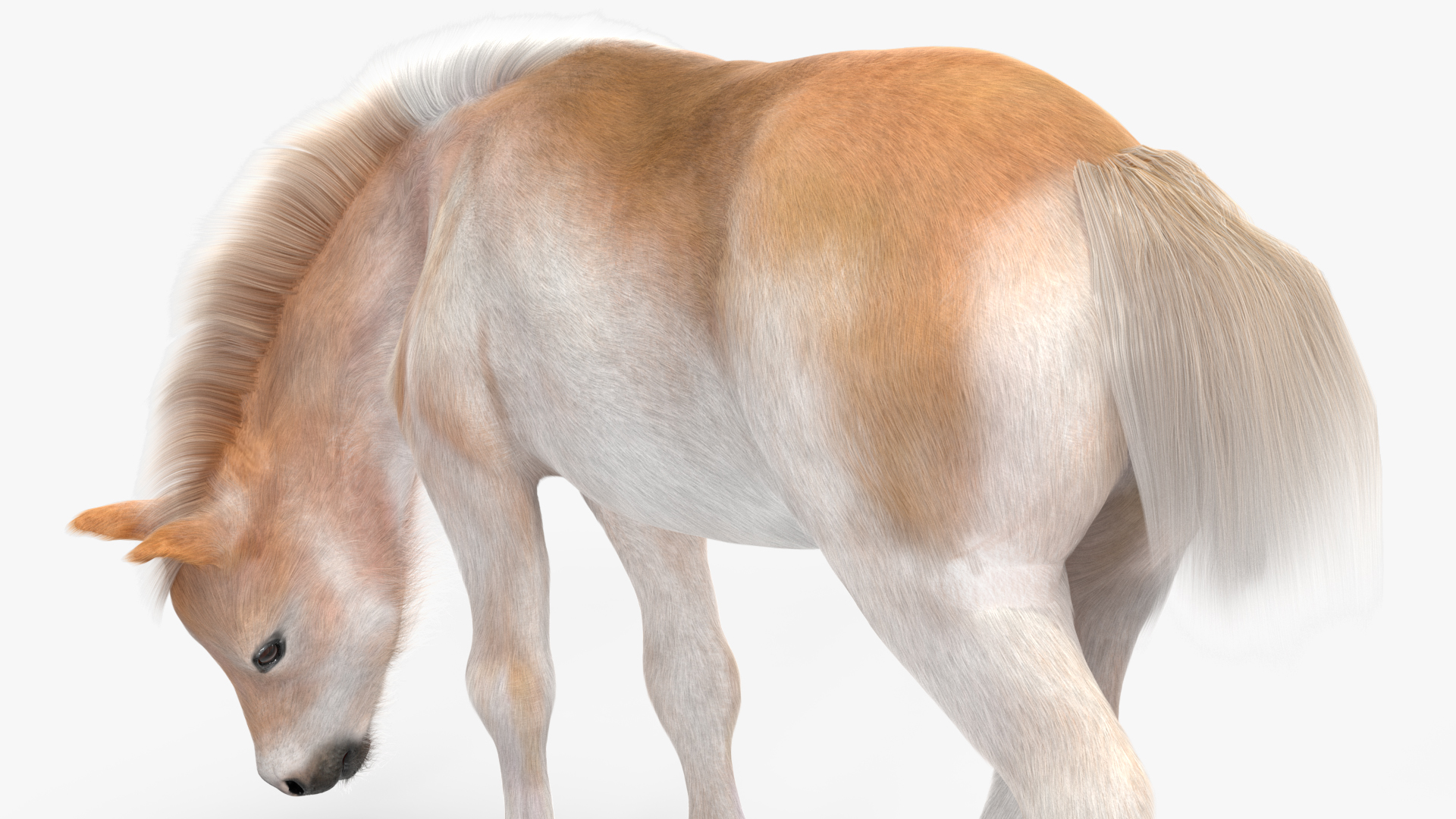 3D Shetland Pony in Grazing Pose Fur model