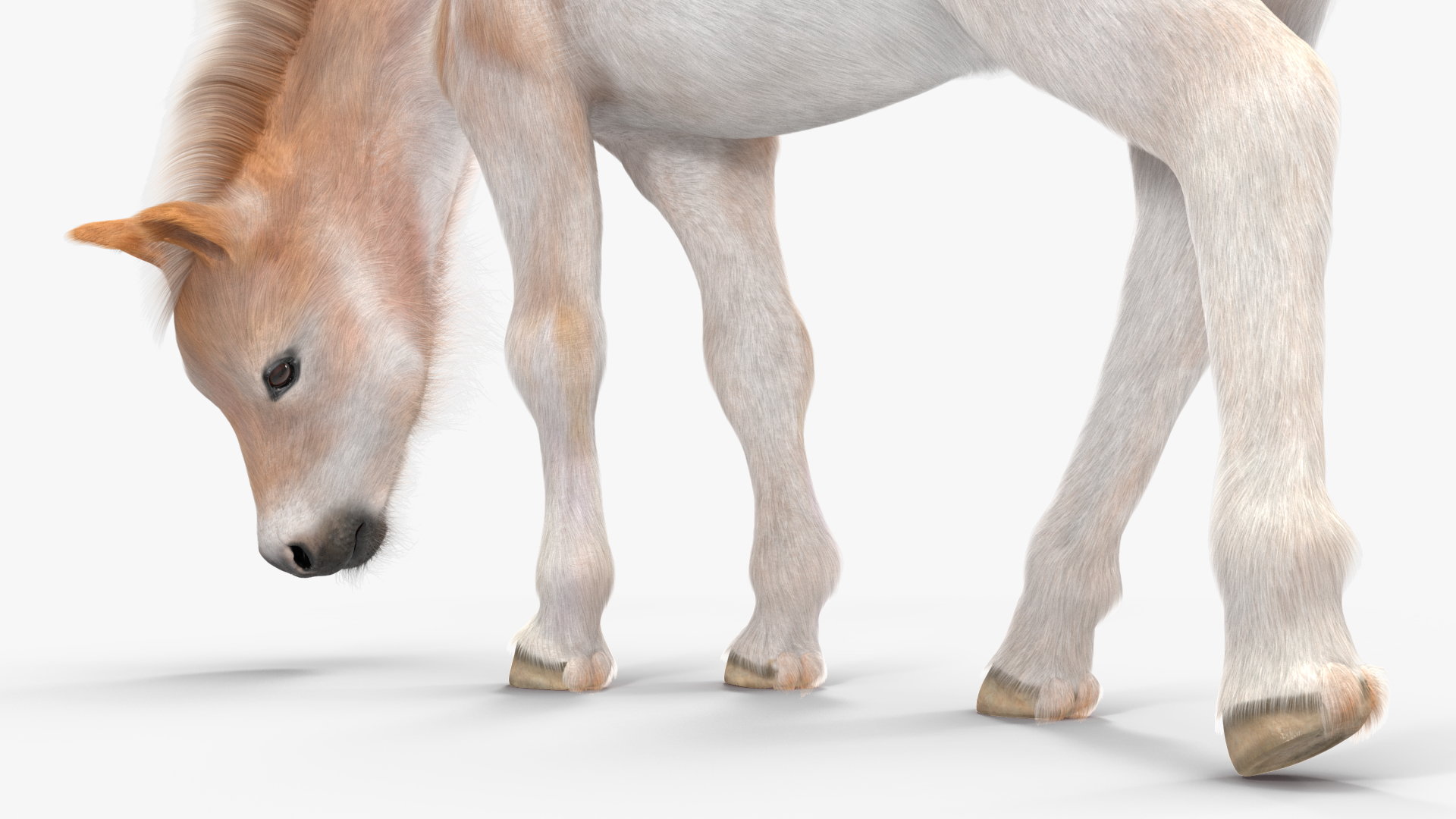 3D Shetland Pony in Grazing Pose Fur model