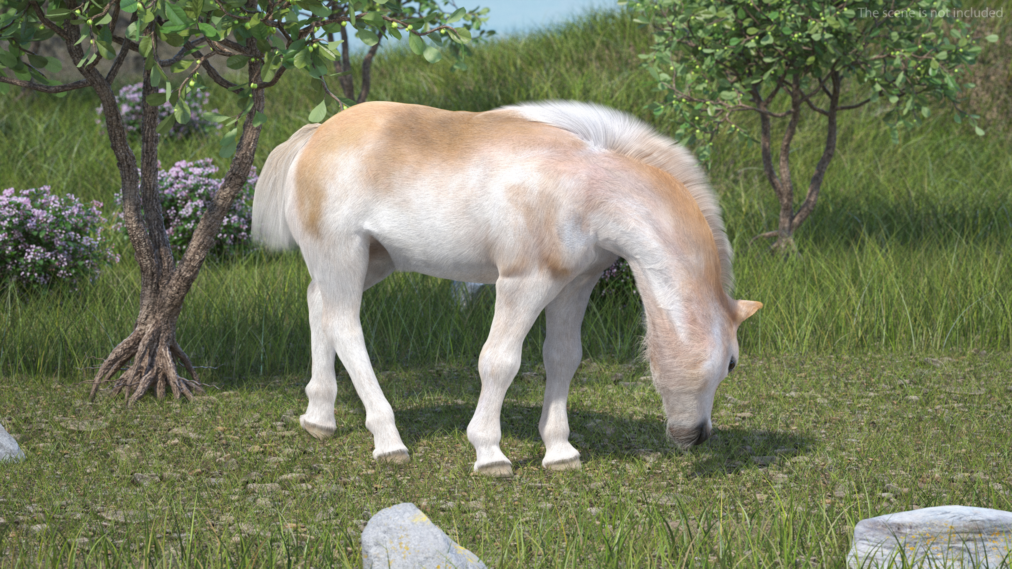 3D Shetland Pony in Grazing Pose Fur model