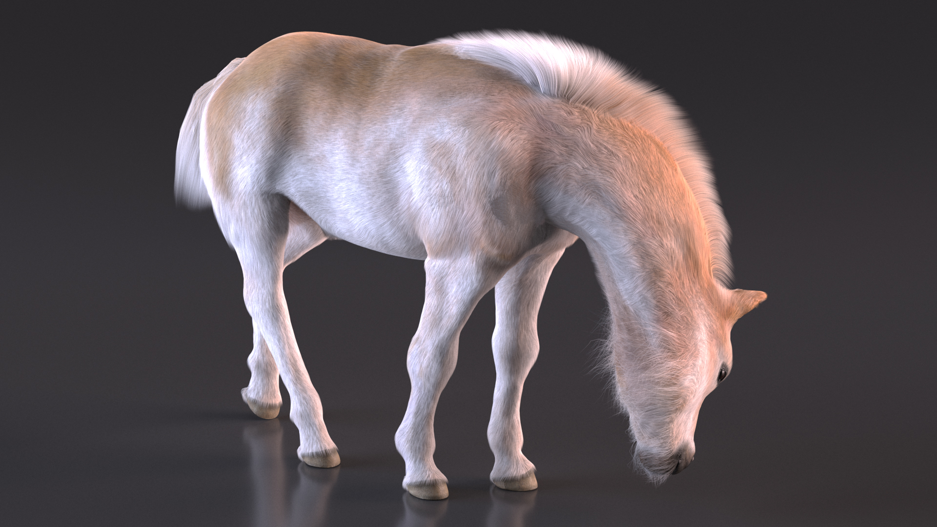 3D Shetland Pony in Grazing Pose Fur model