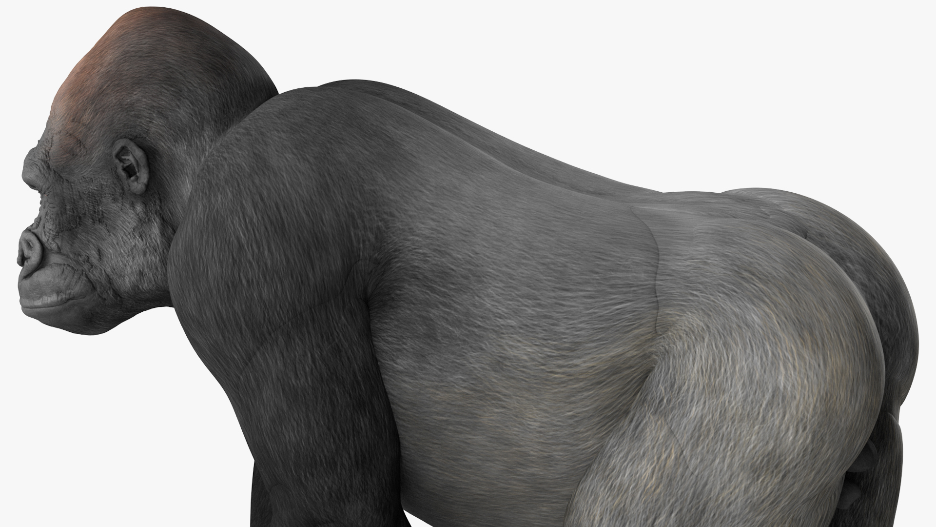 3D Eastern Gorilla Walking Pose model