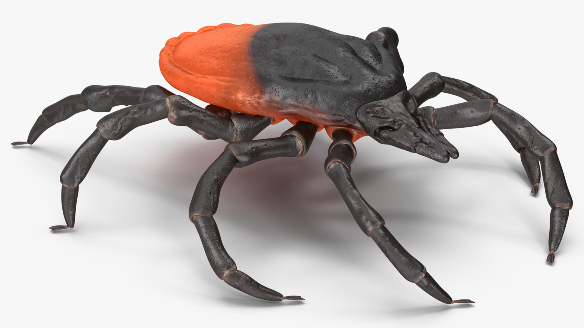 3D Tick Rigged