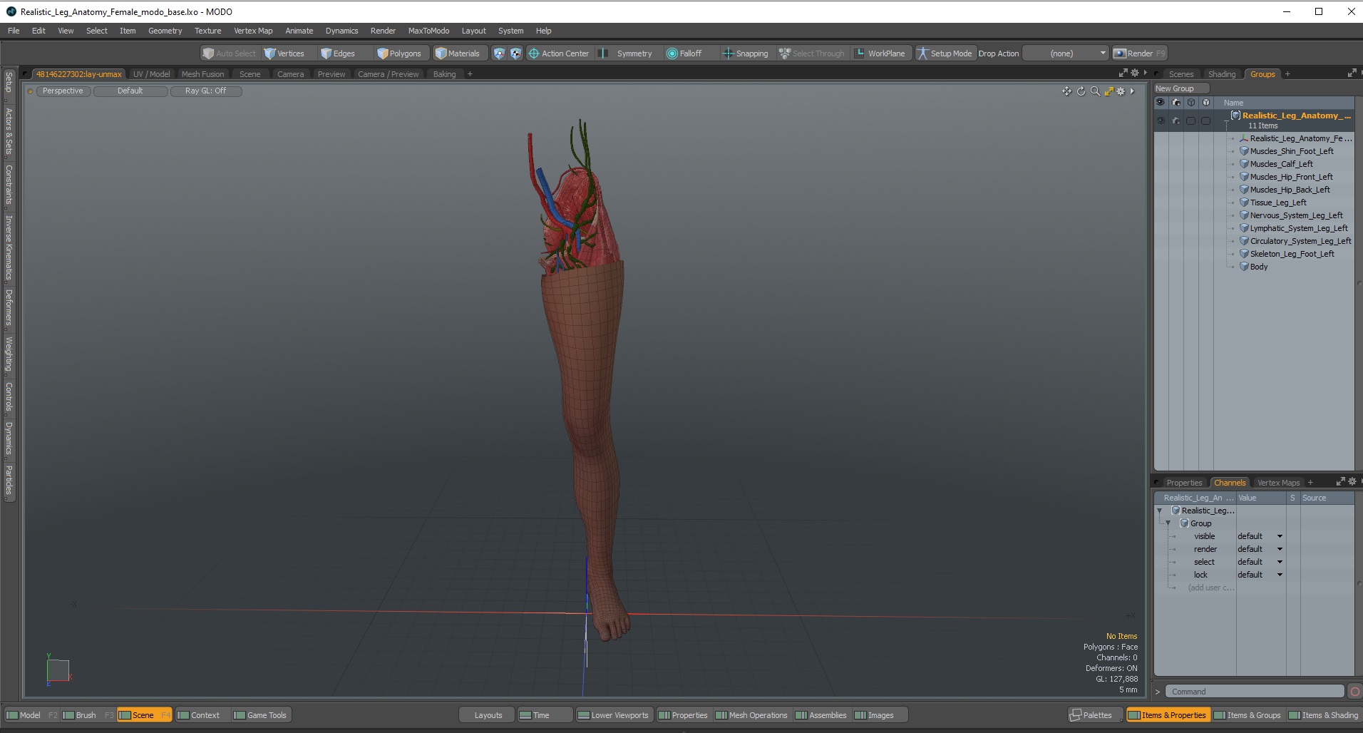 3D Realistic Leg Anatomy Female model