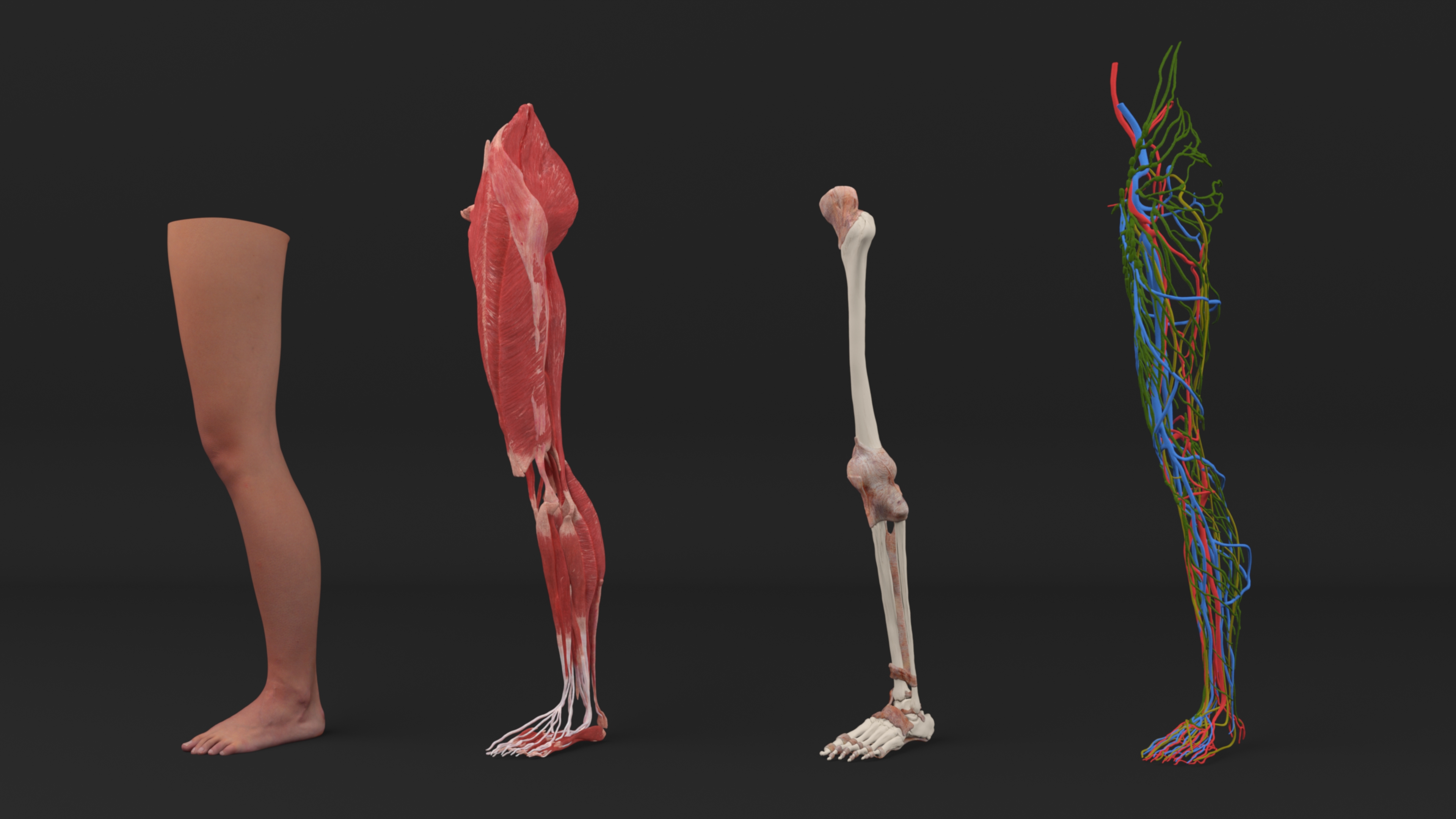 3D Realistic Leg Anatomy Female model