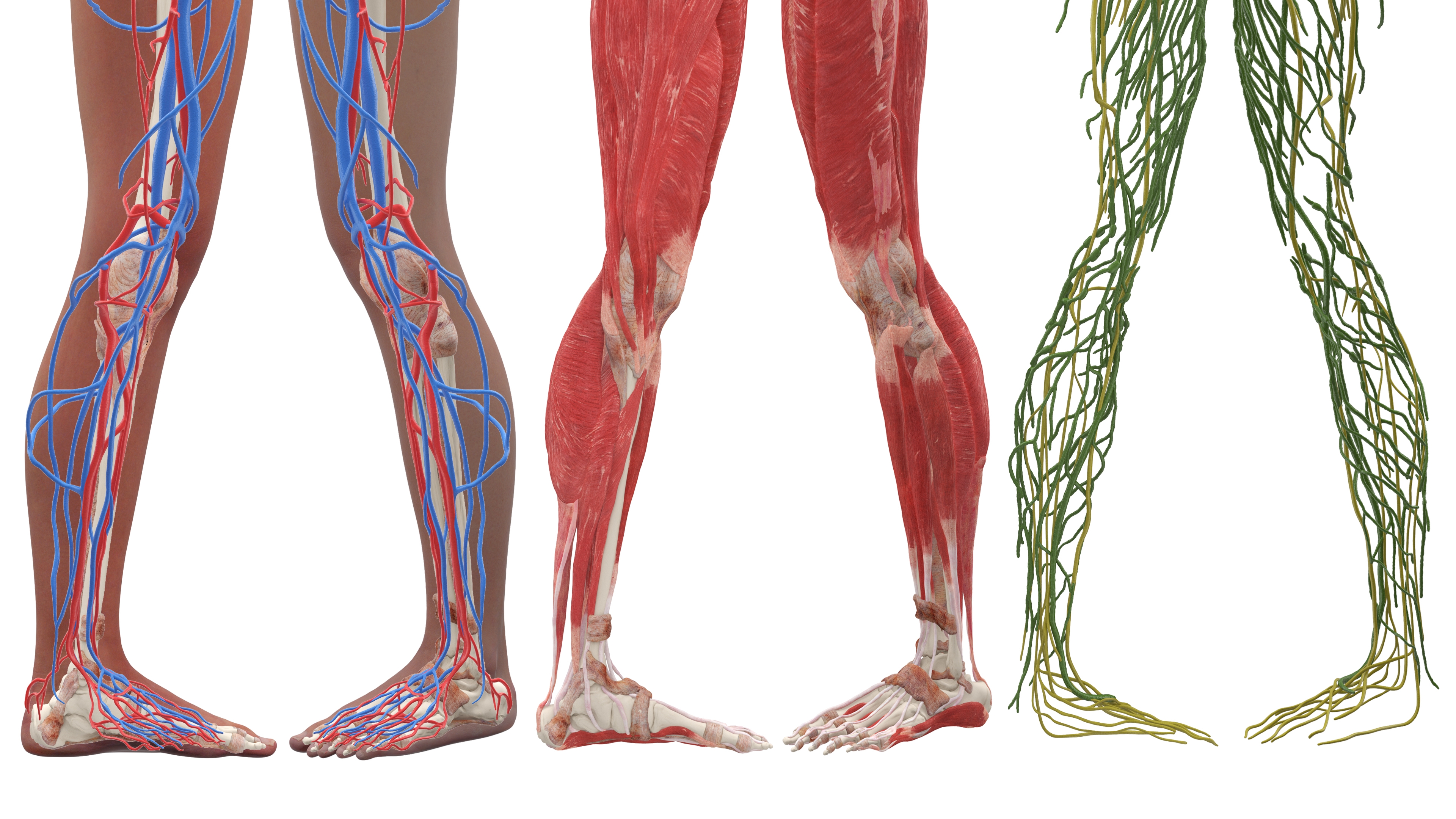 3D Realistic Leg Anatomy Female model