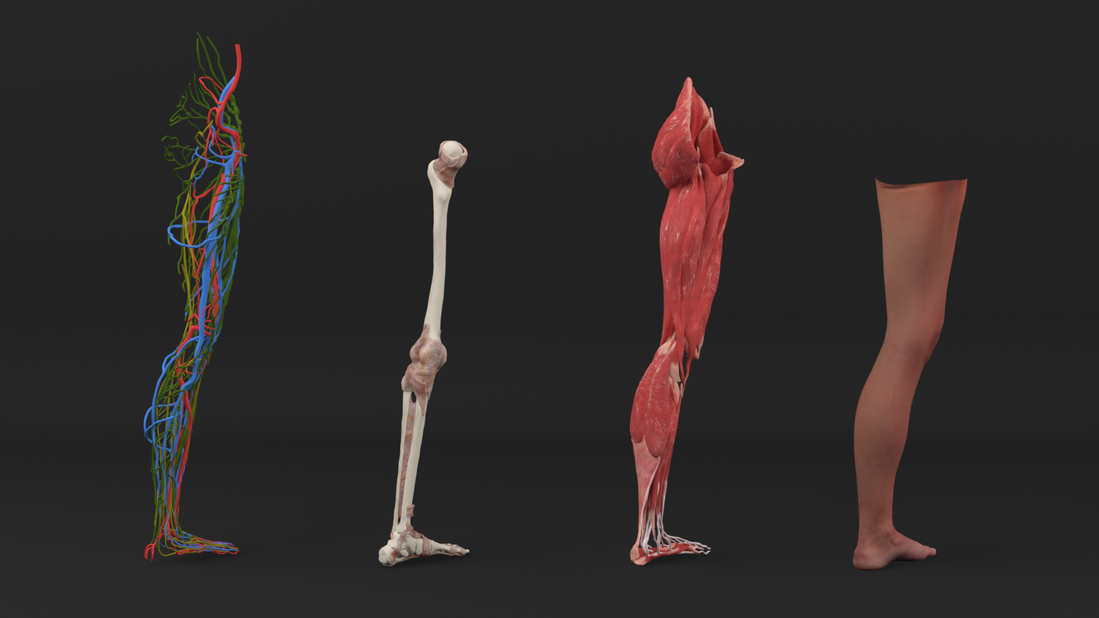 3D Realistic Leg Anatomy Female model