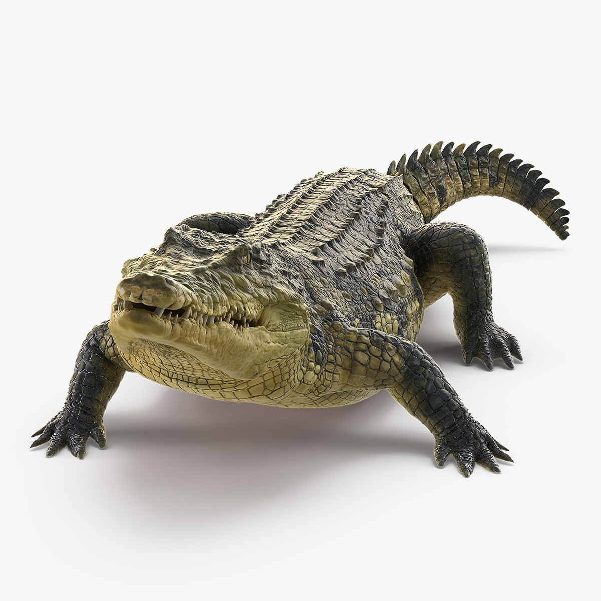 Crocodile Eating, view 10