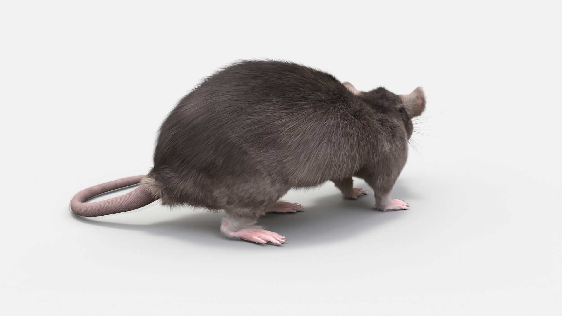 Long Tailed Rat with Fur 3D model