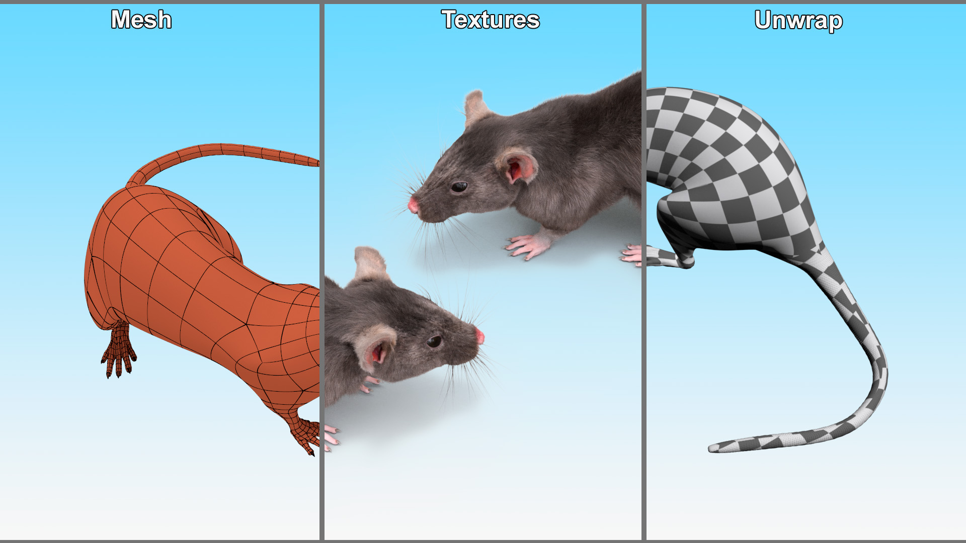 Long Tailed Rat with Fur 3D model