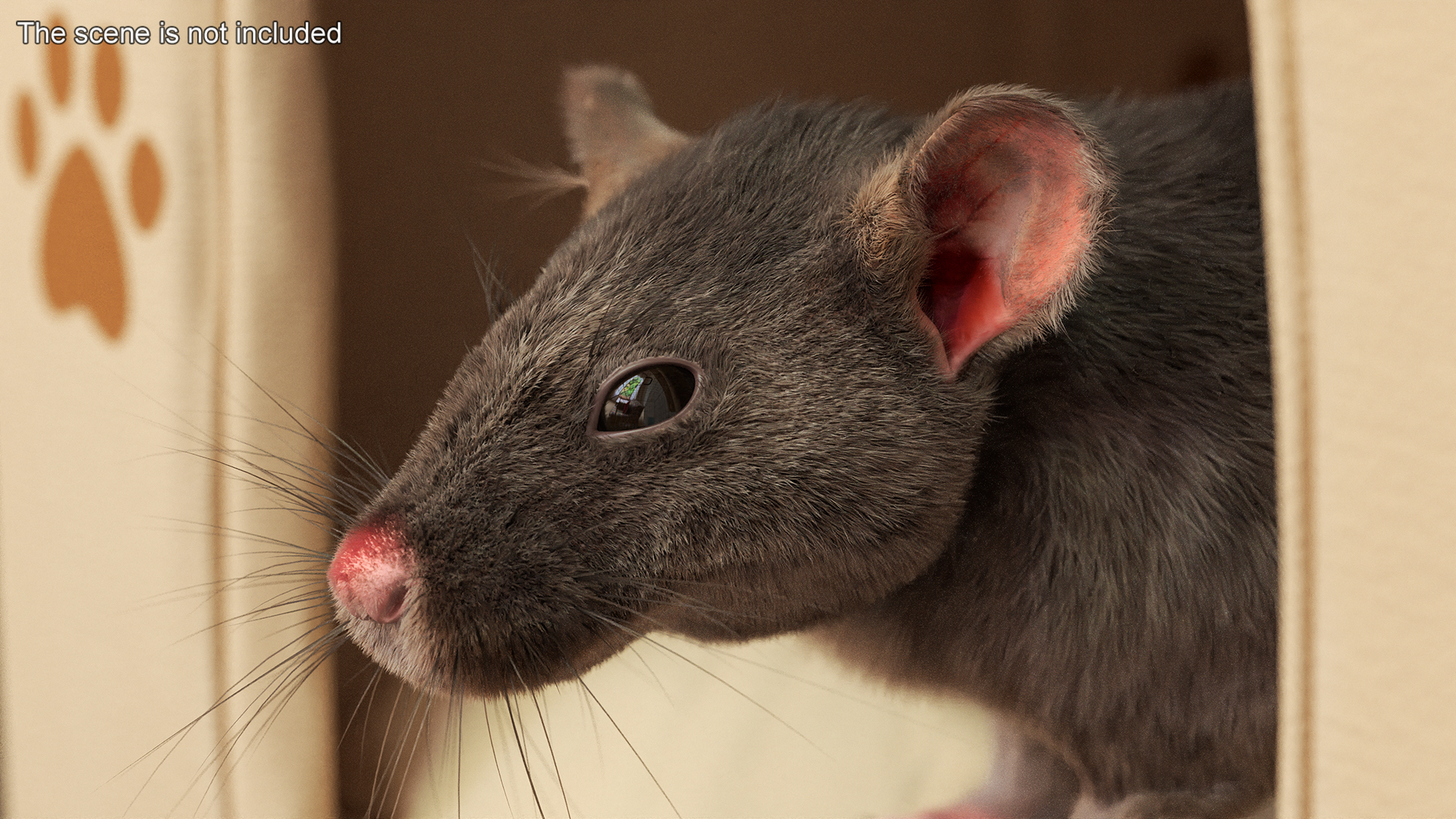 Long Tailed Rat with Fur 3D model