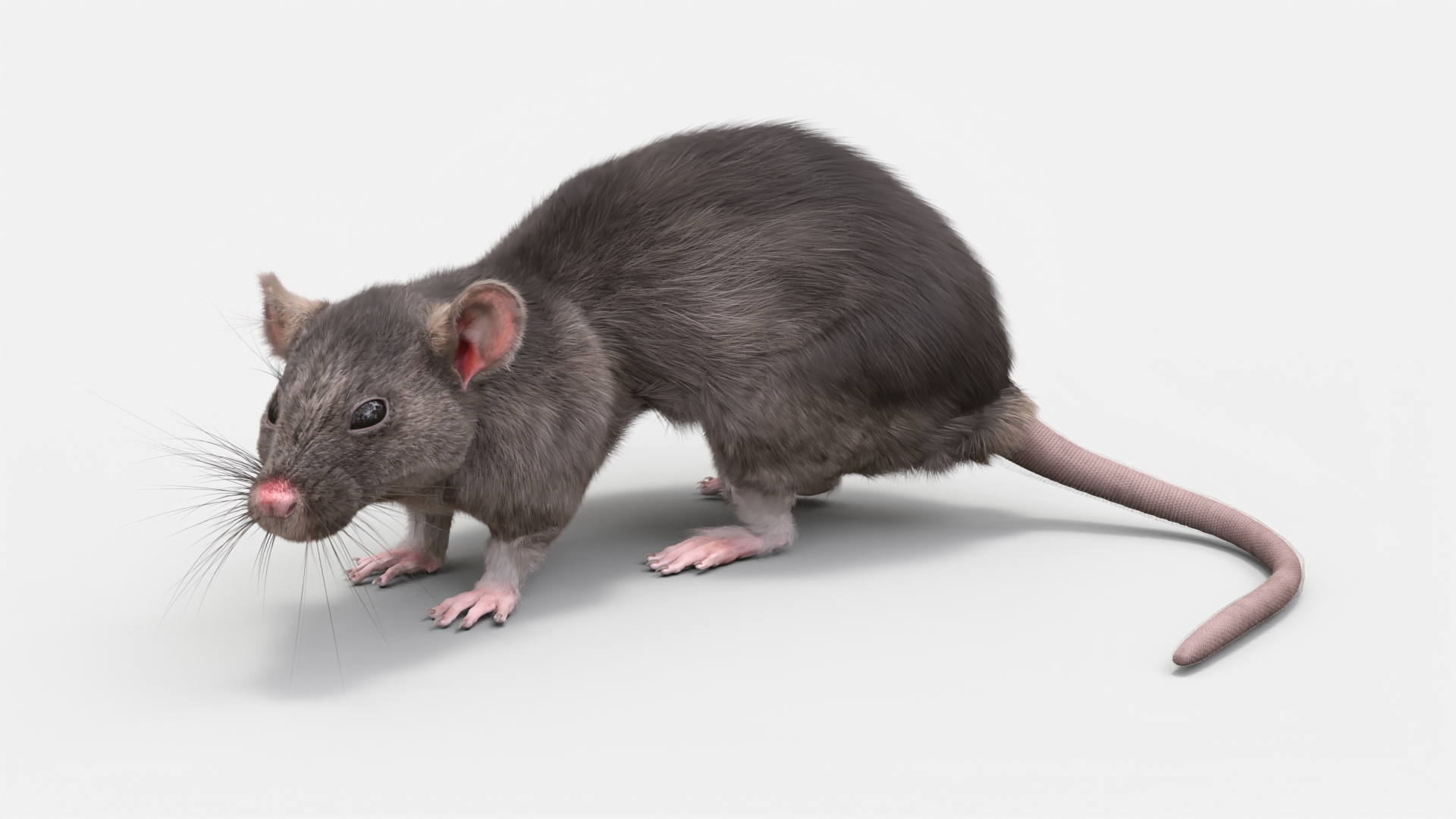 Long Tailed Rat with Fur 3D model