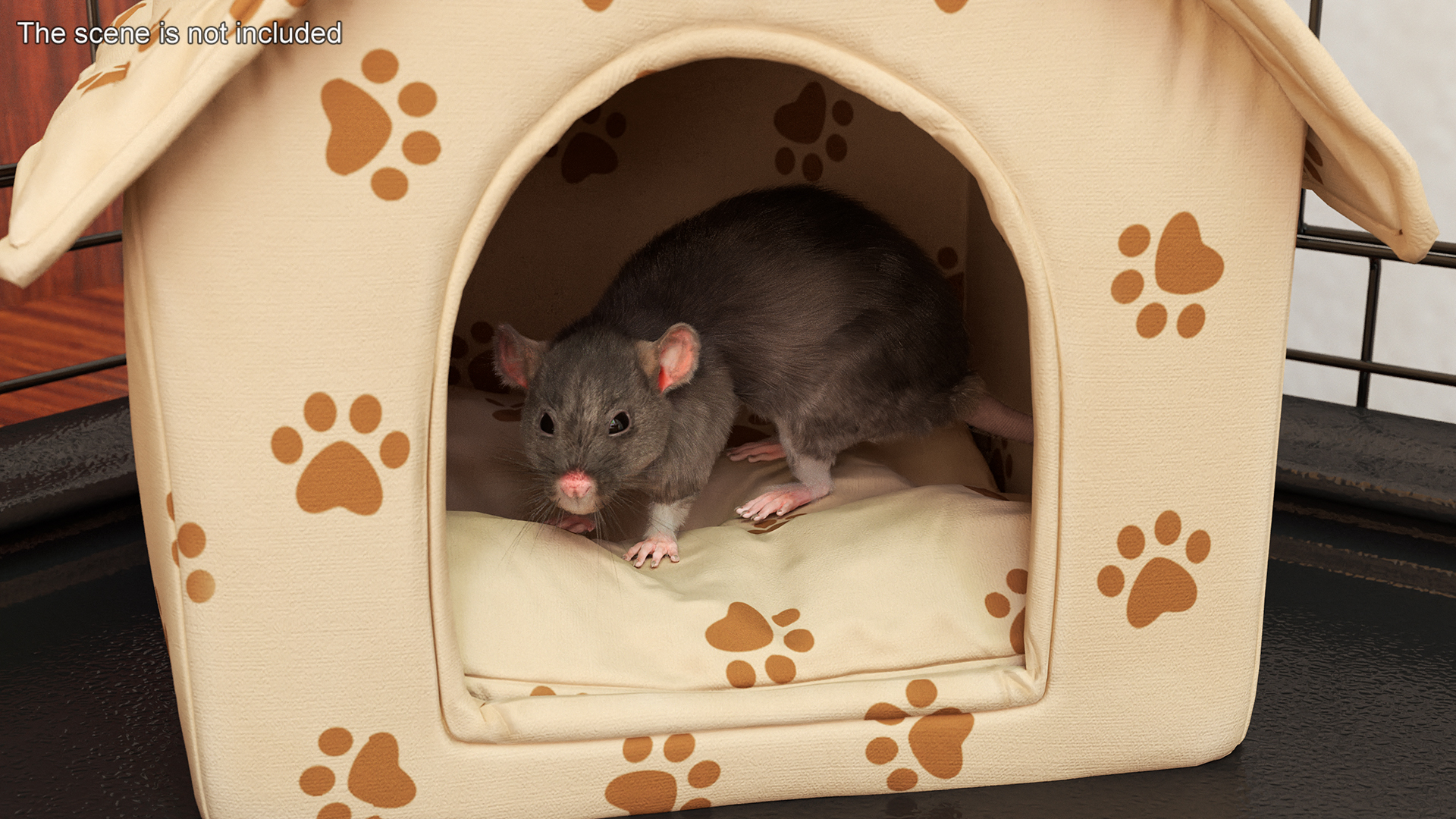 Long Tailed Rat with Fur 3D model